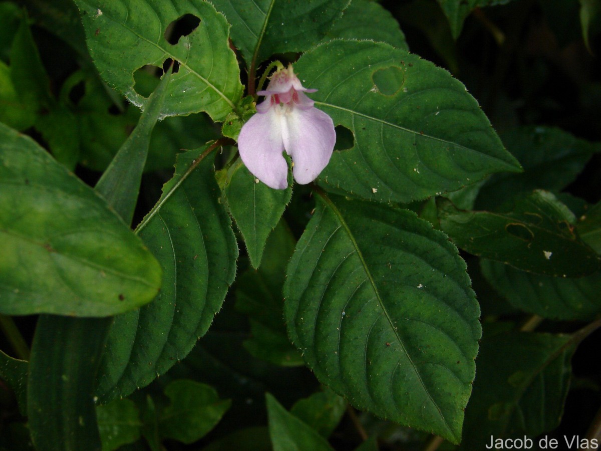 Impatiens truncata Thwaites
